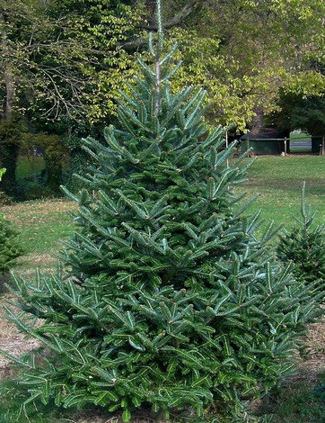 Fraser 2 - Version 2